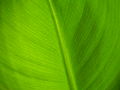 Close-up of leaf on young plant.