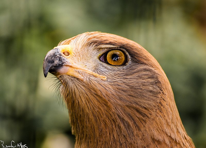 File:Eagle's eyes.jpg