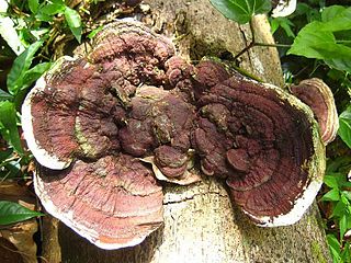 <i>Earliella</i> genus of fungi