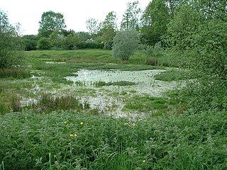 <span class="mw-page-title-main">East Walton and Adcock's Common</span>