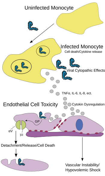 Ebola Pathenogensis