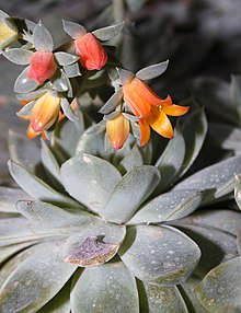 Echeveria-elegans-rose.jpg