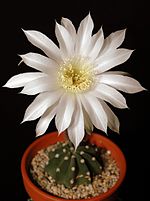 Miniatura para Echinopsis subdenudata