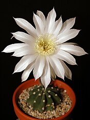 Echinopsis subdenudata203.jpg