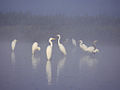 Grupo de garzas brancas