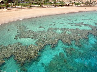 Fringing reef Type of coral reef