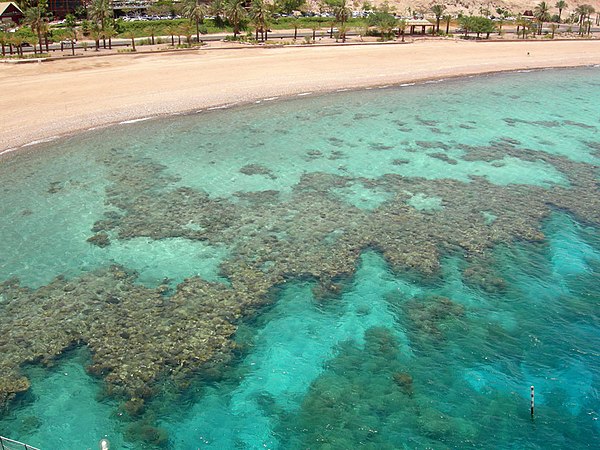 Fringing reef at Eilat at the southern tip of Israel