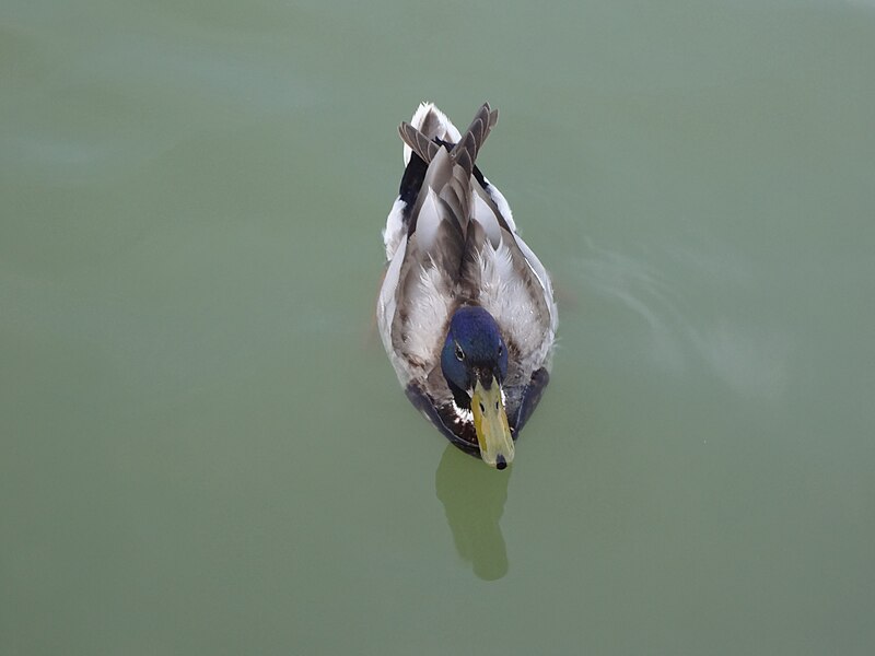 File:El Retiro Park in Madrid, Spain ' a duck in the water.JPG