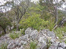 Habit in Kanangra-Boyd National Park Elaeocarpus reticulatus.jpg