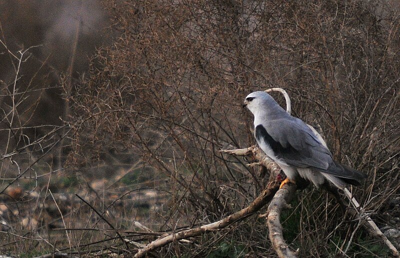 File:Elanus caeruleus-3.jpg