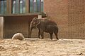 یک فیل در بخش حفاظت‌شده فیل‌ها در باغ‌وحش برلین.