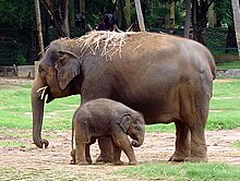 Indian elephant Elephant indian.JPG