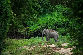Elephas maximus, (wild) Asian elephant - Huai Kha Khaeng (20497002282).jpg