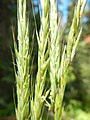 Elymus glaucus