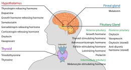 Endokriene kliere in die menslike kop en nek, en hul hormone.