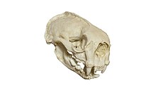 Skull of a sea otter Enhydra lutris skull - MUSE.JPG