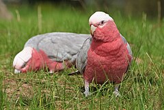 Eolophus roseicapilla -Blue Mountains, New South Wales, Australia -two-8a.jpg