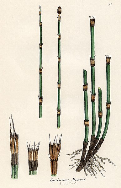 File:Equisetum × moorei (02).jpg