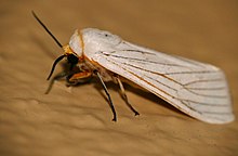 Erebid Ngengat (Amsacta grammiphlebia) (16004692633).jpg