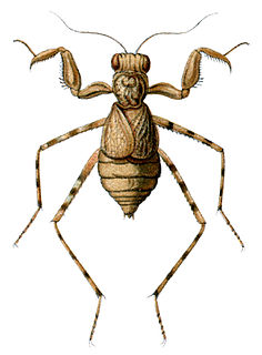 <i>Eremiaphila</i> Genus of mantis insects