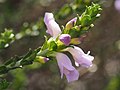 Thumbnail for Eremophila lehmanniana