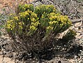 Thumbnail for Ericameria ericoides