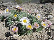 Erigeron compactus.jpg