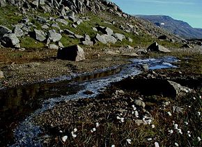 Beskrivelse af Eriophorum-angustifolium.JPG-billedet.