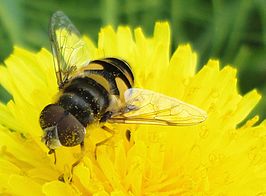 Eristalis dimidiata