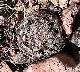 Vislioji korifanta (Coryphantha vivipara)