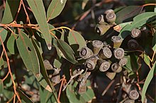 Fruit Eucalyptus gomphocephala fruit.jpg