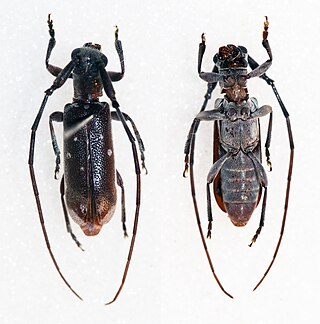 <i>Eunidia thomseni</i> Species of beetle