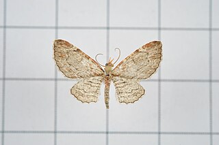 <i>Eupithecia costalis</i> Species of moth