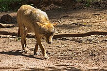 Datei:Europäischer_Grauwolf_(Canis_lupus_lupus)_im_Wolfcenter_Barme_(Dörverden)_IMG_9041.jpg