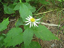 Eurybia chlorolepis 9511180.jpg