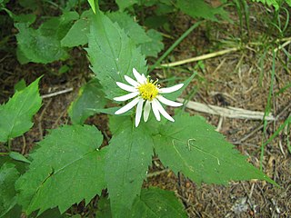 <i>Eurybia chlorolepis</i> Species of plant in the family Asteraceae