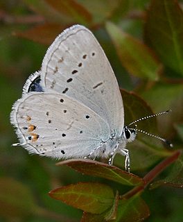 Short-tailed blue species of insect