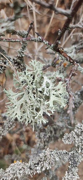 File:Evernia prunastri 166814870.jpg