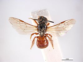 Exoneura laeta