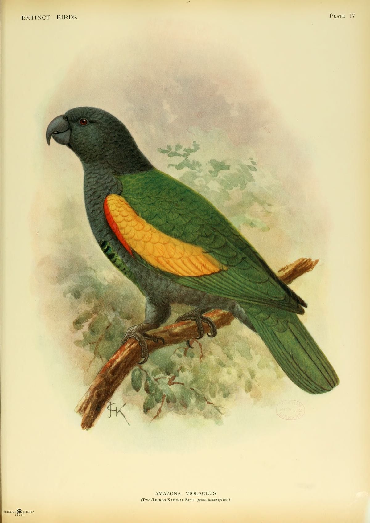 birds how and draw to animals libre Wikipedia, enciclopedia Amazona violacea la