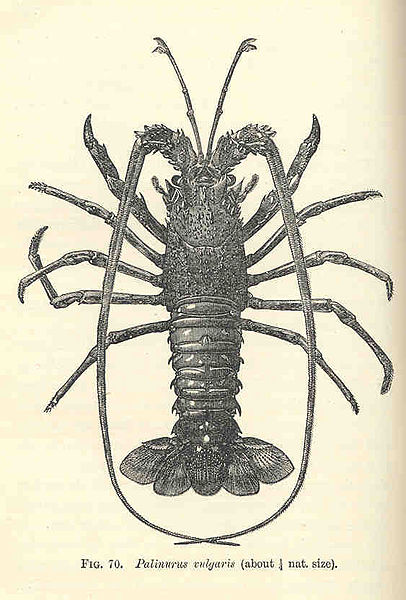 File:FMIB 35495 Palinurus vulgaris.jpeg