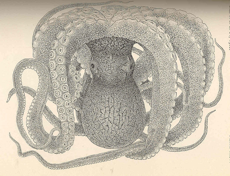 File:FMIB 39102 Polypus marmoratus, dorsal view of large male from Honolulu.jpeg