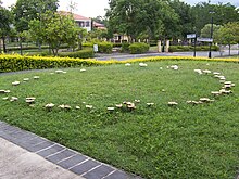 A fairy ring (possibly Chlorophyllum molybdites) on a suburban lawn in Brisbane, Queensland, Australia Fairy ring on a suburban lawn 100 1851.jpg