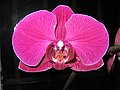 Phalaenopsis