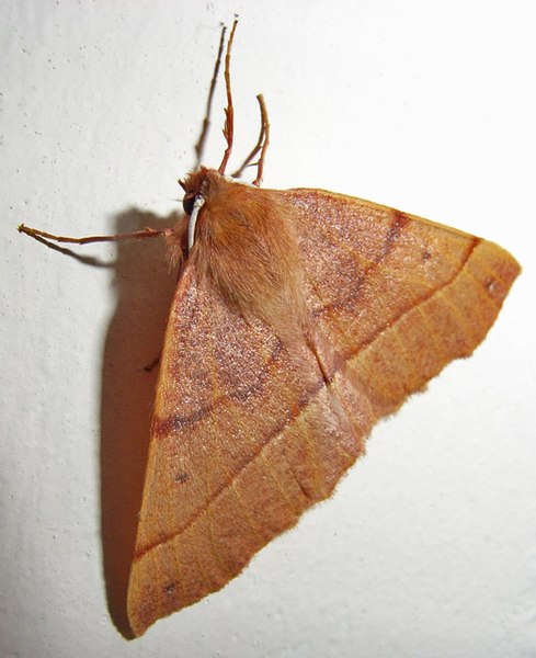 File:Feathered thorn - geograph.org.uk - 267878.jpg