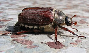 Female M. melolontha Beetle. Feldmaikafer (Melolontha melolontha) w 3.jpg