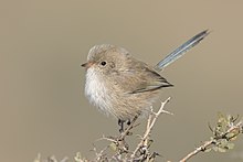 white winged fairy wren