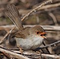 Superb Fairy Wren