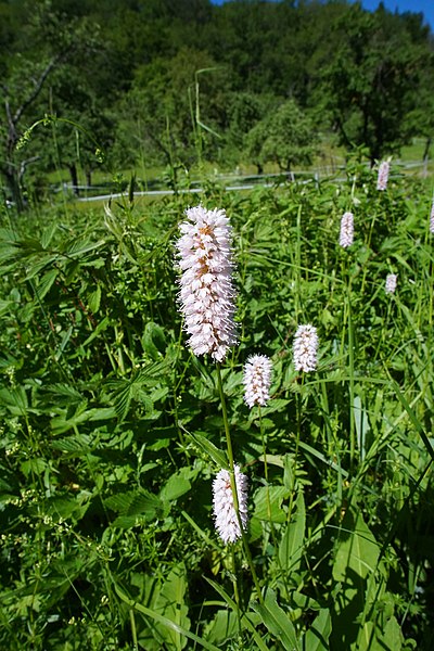 File:Feuchtbiotop Östl.Freßberg 21.jpg