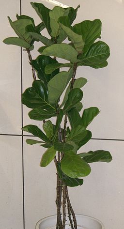 Ficus lyrata1
